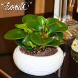 和立泰悅達豆瓣綠青葉碧玉盆栽對比 歐式白盆L1208與標準款哪個更適合您？